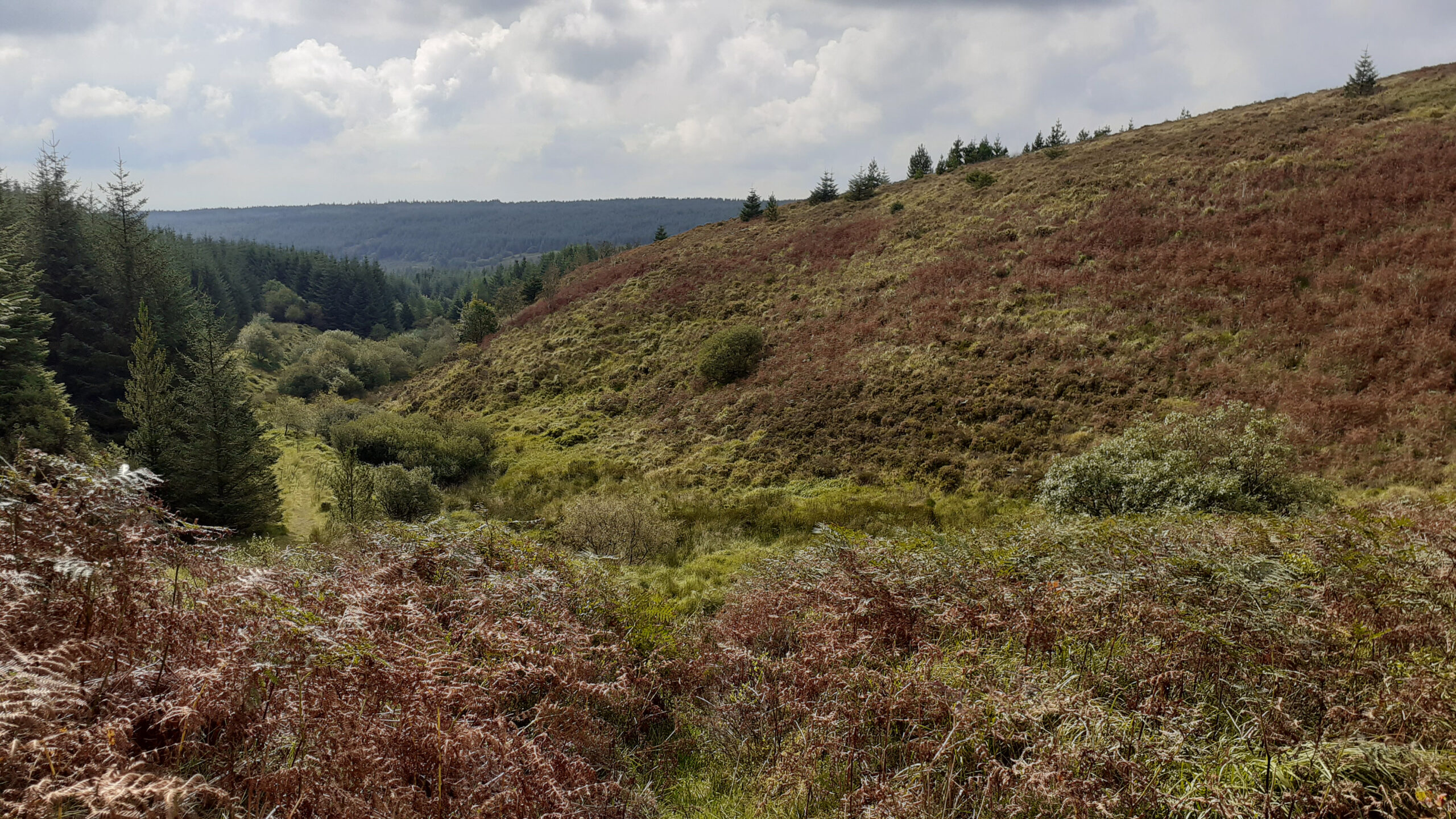 [wpml-string context="slieve" name="title2"]SLIEVE BLOOM MOUNTAINS NATURE RESERVE[/wpml-string]